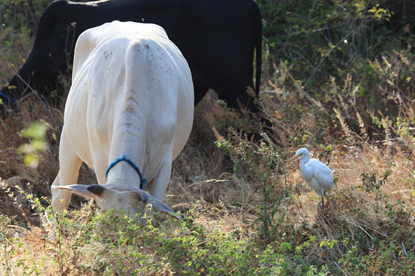 Vee met een koereiger